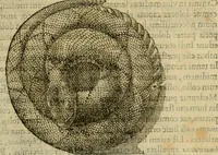 An illustration from Rerum medicarum Novae Hispaniae thesaurus, seu, Plantarum animalium mineralium Mexicanorum historia (1651)