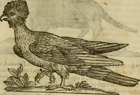 An illustration from Rerum medicarum Novae Hispaniae thesaurus, seu, Plantarum animalium mineralium Mexicanorum historia (1651)