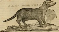 An illustration from Rerum medicarum Novae Hispaniae thesaurus, seu, Plantarum animalium mineralium Mexicanorum historia (1651)