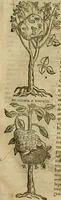 Picture 390 of 812 from Rerum medicarum Novae Hispaniae thesaurus, seu, Plantarum animalium mineralium Mexicanorum historia (1651), leaf 380