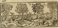 An illustration from Rerum medicarum Novae Hispaniae thesaurus, seu, Plantarum animalium mineralium Mexicanorum historia (1651)
