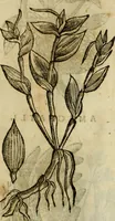 An illustration from Rerum medicarum Novae Hispaniae thesaurus, seu, Plantarum animalium mineralium Mexicanorum historia (1651)