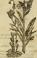 An illustration from Rerum medicarum Novae Hispaniae thesaurus, seu, Plantarum animalium mineralium Mexicanorum historia (1651)
