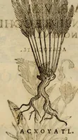 Picture 398 of 812 from Rerum medicarum Novae Hispaniae thesaurus, seu, Plantarum animalium mineralium Mexicanorum historia (1651), leaf 395