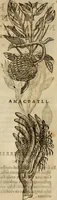 Picture 399 of 812 from Rerum medicarum Novae Hispaniae thesaurus, seu, Plantarum animalium mineralium Mexicanorum historia (1651), leaf 395