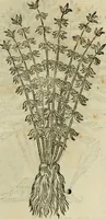 Picture 400 of 812 from Rerum medicarum Novae Hispaniae thesaurus, seu, Plantarum animalium mineralium Mexicanorum historia (1651), leaf 396