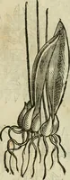 An illustration from Rerum medicarum Novae Hispaniae thesaurus, seu, Plantarum animalium mineralium Mexicanorum historia (1651)