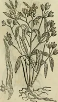 An illustration from Rerum medicarum Novae Hispaniae thesaurus, seu, Plantarum animalium mineralium Mexicanorum historia (1651)