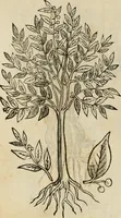 Picture 403 of 812 from Rerum medicarum Novae Hispaniae thesaurus, seu, Plantarum animalium mineralium Mexicanorum historia (1651), leaf 397