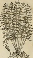 An illustration from Rerum medicarum Novae Hispaniae thesaurus, seu, Plantarum animalium mineralium Mexicanorum historia (1651)