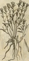 An illustration from Rerum medicarum Novae Hispaniae thesaurus, seu, Plantarum animalium mineralium Mexicanorum historia (1651)