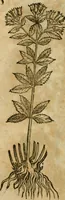 Picture 406 of 812 from Rerum medicarum Novae Hispaniae thesaurus, seu, Plantarum animalium mineralium Mexicanorum historia (1651), leaf 398