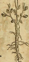 Picture 407 of 812 from Rerum medicarum Novae Hispaniae thesaurus, seu, Plantarum animalium mineralium Mexicanorum historia (1651), leaf 398