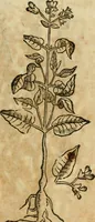 An illustration from Rerum medicarum Novae Hispaniae thesaurus, seu, Plantarum animalium mineralium Mexicanorum historia (1651)