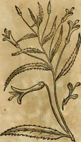 An illustration from Rerum medicarum Novae Hispaniae thesaurus, seu, Plantarum animalium mineralium Mexicanorum historia (1651)