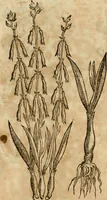 An illustration from Rerum medicarum Novae Hispaniae thesaurus, seu, Plantarum animalium mineralium Mexicanorum historia (1651)