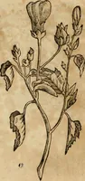 An illustration from Rerum medicarum Novae Hispaniae thesaurus, seu, Plantarum animalium mineralium Mexicanorum historia (1651)