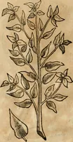 An illustration from Rerum medicarum Novae Hispaniae thesaurus, seu, Plantarum animalium mineralium Mexicanorum historia (1651)