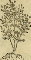 An illustration from Rerum medicarum Novae Hispaniae thesaurus, seu, Plantarum animalium mineralium Mexicanorum historia (1651)
