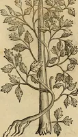 An illustration from Rerum medicarum Novae Hispaniae thesaurus, seu, Plantarum animalium mineralium Mexicanorum historia (1651)