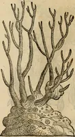An illustration from Rerum medicarum Novae Hispaniae thesaurus, seu, Plantarum animalium mineralium Mexicanorum historia (1651)