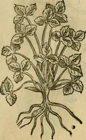 Picture 419 of 812 from Rerum medicarum Novae Hispaniae thesaurus, seu, Plantarum animalium mineralium Mexicanorum historia (1651), leaf 402