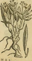 An illustration from Rerum medicarum Novae Hispaniae thesaurus, seu, Plantarum animalium mineralium Mexicanorum historia (1651)