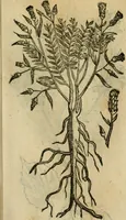 An illustration from Rerum medicarum Novae Hispaniae thesaurus, seu, Plantarum animalium mineralium Mexicanorum historia (1651)