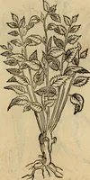 An illustration from Rerum medicarum Novae Hispaniae thesaurus, seu, Plantarum animalium mineralium Mexicanorum historia (1651)