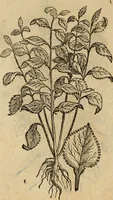 Picture 423 of 812 from Rerum medicarum Novae Hispaniae thesaurus, seu, Plantarum animalium mineralium Mexicanorum historia (1651), leaf 403