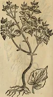 Picture 424 of 812 from Rerum medicarum Novae Hispaniae thesaurus, seu, Plantarum animalium mineralium Mexicanorum historia (1651), leaf 403