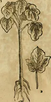 An illustration from Rerum medicarum Novae Hispaniae thesaurus, seu, Plantarum animalium mineralium Mexicanorum historia (1651)