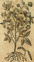 An illustration from Rerum medicarum Novae Hispaniae thesaurus, seu, Plantarum animalium mineralium Mexicanorum historia (1651)