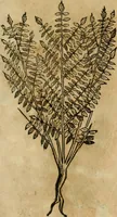 An illustration from Rerum medicarum Novae Hispaniae thesaurus, seu, Plantarum animalium mineralium Mexicanorum historia (1651)