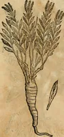 An illustration from Rerum medicarum Novae Hispaniae thesaurus, seu, Plantarum animalium mineralium Mexicanorum historia (1651)