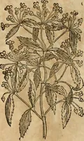An illustration from Rerum medicarum Novae Hispaniae thesaurus, seu, Plantarum animalium mineralium Mexicanorum historia (1651)