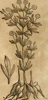 An illustration from Rerum medicarum Novae Hispaniae thesaurus, seu, Plantarum animalium mineralium Mexicanorum historia (1651)