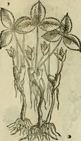 Picture 431 of 812 from Rerum medicarum Novae Hispaniae thesaurus, seu, Plantarum animalium mineralium Mexicanorum historia (1651), leaf 406