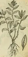 Picture 432 of 812 from Rerum medicarum Novae Hispaniae thesaurus, seu, Plantarum animalium mineralium Mexicanorum historia (1651), leaf 406