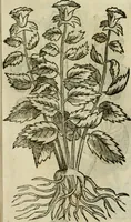 An illustration from Rerum medicarum Novae Hispaniae thesaurus, seu, Plantarum animalium mineralium Mexicanorum historia (1651)