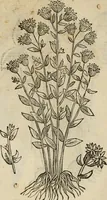 An illustration from Rerum medicarum Novae Hispaniae thesaurus, seu, Plantarum animalium mineralium Mexicanorum historia (1651)
