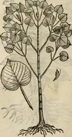 An illustration from Rerum medicarum Novae Hispaniae thesaurus, seu, Plantarum animalium mineralium Mexicanorum historia (1651)