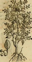 An illustration from Rerum medicarum Novae Hispaniae thesaurus, seu, Plantarum animalium mineralium Mexicanorum historia (1651)