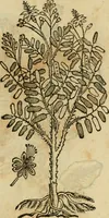 Picture 438 of 812 from Rerum medicarum Novae Hispaniae thesaurus, seu, Plantarum animalium mineralium Mexicanorum historia (1651), leaf 408