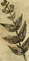 An illustration from Rerum medicarum Novae Hispaniae thesaurus, seu, Plantarum animalium mineralium Mexicanorum historia (1651)