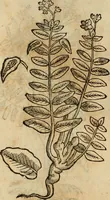 Picture 440 of 812 from Rerum medicarum Novae Hispaniae thesaurus, seu, Plantarum animalium mineralium Mexicanorum historia (1651), leaf 409