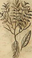 Picture 441 of 812 from Rerum medicarum Novae Hispaniae thesaurus, seu, Plantarum animalium mineralium Mexicanorum historia (1651), leaf 409