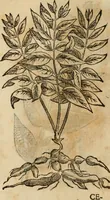 Picture 442 of 812 from Rerum medicarum Novae Hispaniae thesaurus, seu, Plantarum animalium mineralium Mexicanorum historia (1651), leaf 409