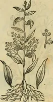 Picture 444 of 812 from Rerum medicarum Novae Hispaniae thesaurus, seu, Plantarum animalium mineralium Mexicanorum historia (1651), leaf 410