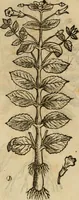 An illustration from Rerum medicarum Novae Hispaniae thesaurus, seu, Plantarum animalium mineralium Mexicanorum historia (1651)